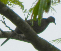 Streptopelia chinensis