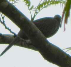 Streptopelia chinensis
