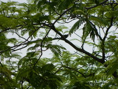 Streptopelia chinensis