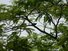 Streptopelia chinensis