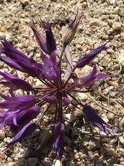Allium denticulatum