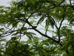 Streptopelia chinensis