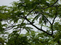 Streptopelia chinensis