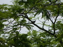 Streptopelia chinensis