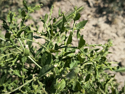 Syrian Mustard