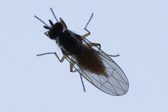 Heteromyza