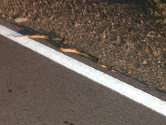 Bogertophis subocularis subocularis