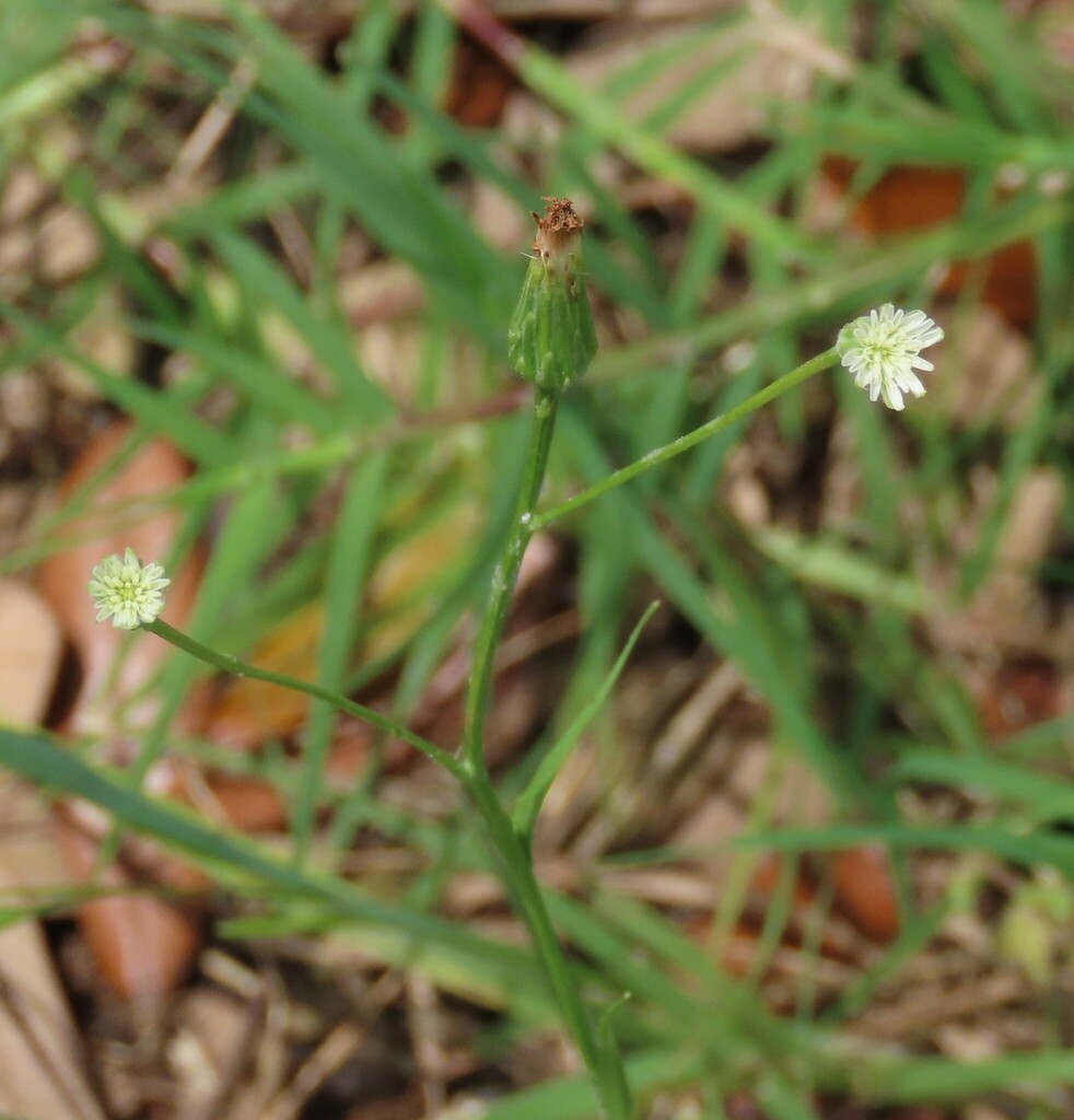 white flatweed from Fort Bend County, TX, USA on May 18, 2024 at 12:04 ...