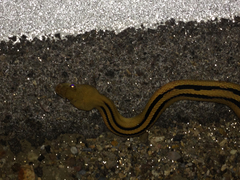 Bogertophis subocularis subocularis