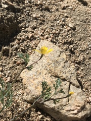 Eschscholzia minutiflora