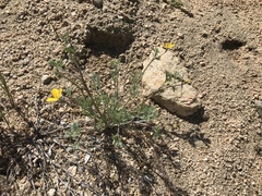 Eschscholzia minutiflora