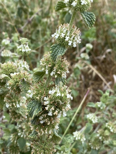 Marrubium vulgare