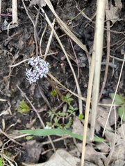Erigenia bulbosa