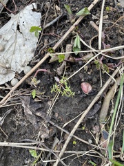 Erigenia bulbosa, photograph (c) Sheila Collins Bourgoin, some rights reserved (CC BY)
