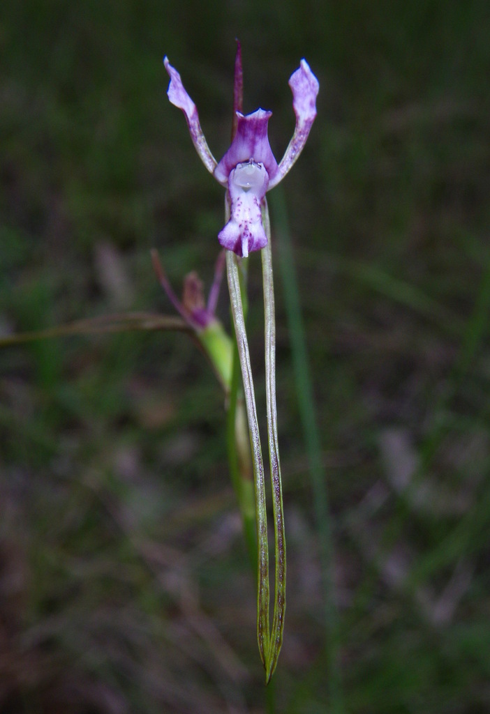 Diuris parvipetala