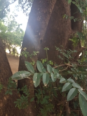 Xanthocercis zambesiaca