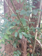 Xanthocercis zambesiaca