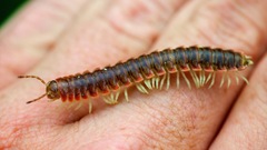 Dicellarius bimaculatus fictus