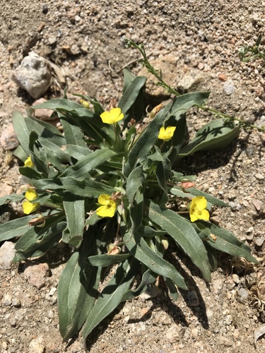 Palmer evening primrose (Camissonia palmeri)