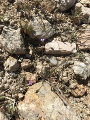 Gilia minor