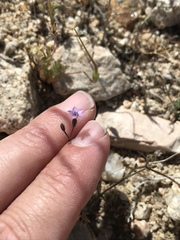 Gilia minor