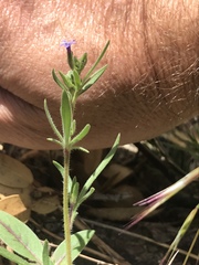 Allophyllum gilioides violaceum