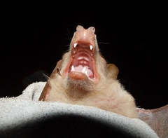 Epomophorus crypturus