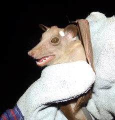 Epomophorus crypturus