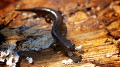 Eurycea quadridigitata