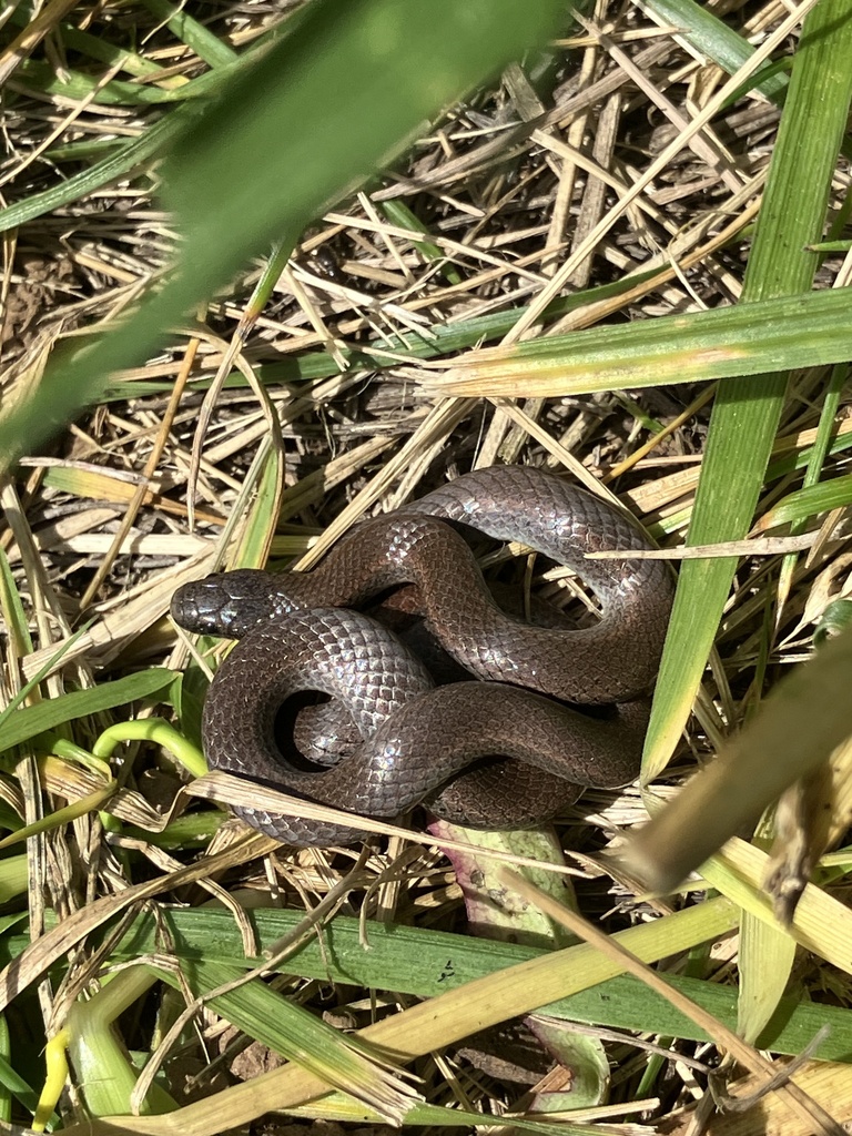 Sharp-tailed Snakes from Ashland, OR, US on May 18, 2024 at 03:05 PM by ...