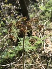 Lomatium dissectum