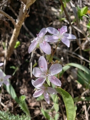 Claytonia
