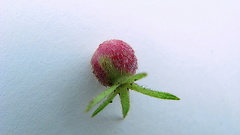 Sabicea cinerea
