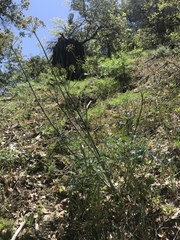 Lomatium dissectum