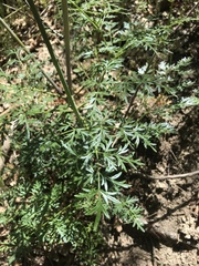 Lomatium dissectum