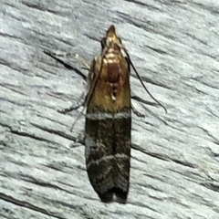 Moodna pallidostrinella