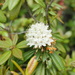 Western Labrador Tea - Photo (c) Catie Clune, some rights reserved (CC BY-NC), uploaded by Catie Clune