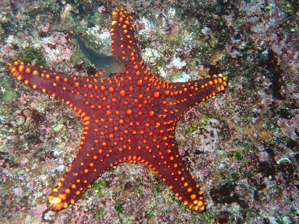 Pentaceraster