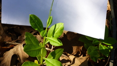 Talinum paniculatum