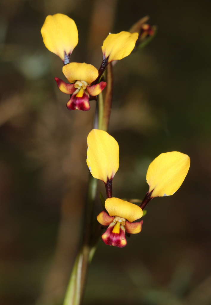 Diuris recurva