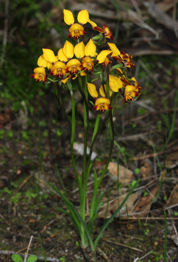 Diuris refracta