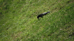 Corvus corone