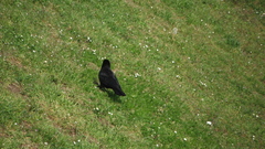 Corvus corone