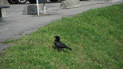 Corvus corone