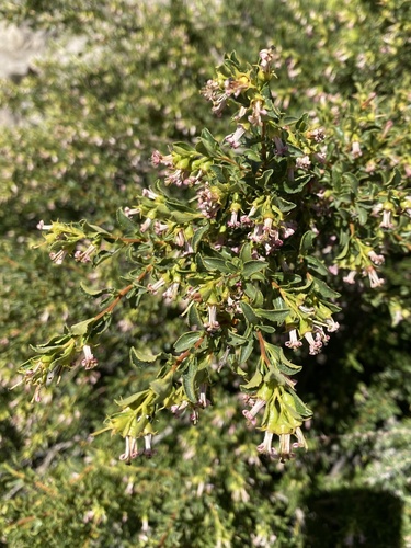 Escallonia carmelitana (Escallonia carmelitana)