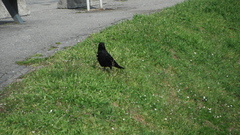 Corvus corone