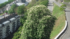 Aesculus hippocastanum