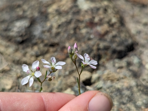Image of Hesperolinon congestum by (c) Alexander Wentworth, some rights reserved (CC BY)