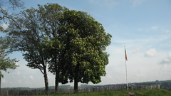 Aesculus hippocastanum