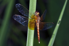 Neurothemis intermedia